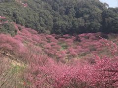 -新建村梅花