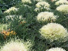 -中国天府农业博览园