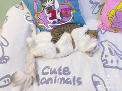 -猫音日语留学培训