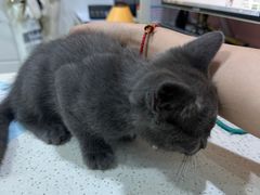 -萌兽医馆·宠物医院·猫骨科(创景店)