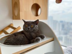 -Catmate·猫肥家润(金润铂宫店)