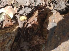 -五女峰国家森林公园