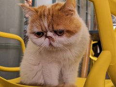 -喵屿·大理花园猫咖