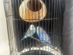 -玛格萝妮比萨屋(四平店)