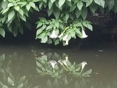 -成都市活水公园