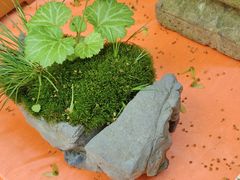 -上海佘山国家森林公园天马山园