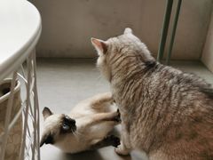 -猫儿山۰猫主题餐厅