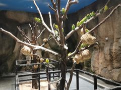 -zoonana室内动物园(东方福来德店)