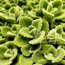 -Oasis Beauty水磨坊科技美肤中心