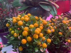 -花鸟鱼虫鲜花绿植市场(玉泉路店)