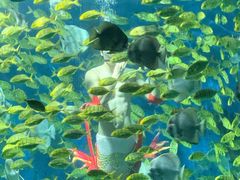 -海合安武汉极地海洋公园