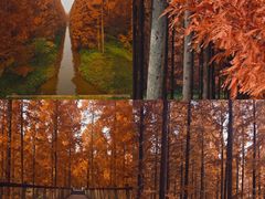 -黄海国家森林公园