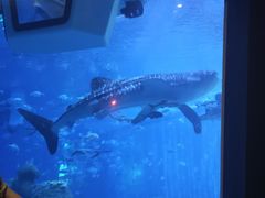 -成都浩海立方海洋公园