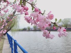 -高东镇樱花园