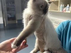 -宠颐生动物医院·猫科·心脏科(海口分院)