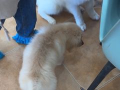 -Let's go狗咖·猫咖·奶狗·桌游(春熙路IFS店)