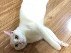 -傣妹火锅(狮子桥店)