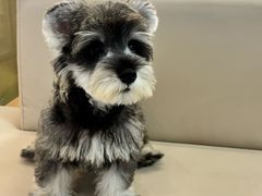 -翊宠yipet猫狗购宠庄园犬舍•猫舍