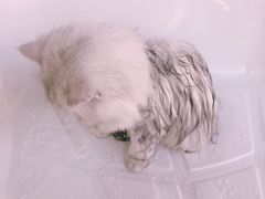 -十年猫舍·猫咪专门店(普陀店)
