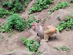 -黔灵山公园