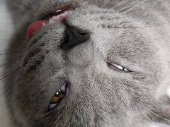 -乐琪宠物医院·犬猫专科·骨外科·急重症