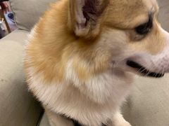 -豆柴町-柴犬主题狗咖(红鼎国际C座店)
