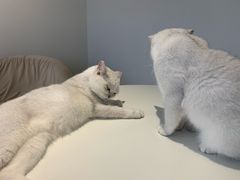-怪兽屋·羊驼·猫咖·狗咖(俊华广场店)