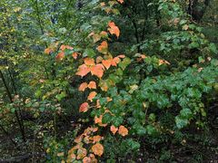 -牛背梁国家森林公园