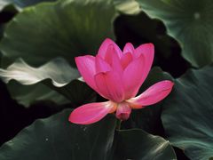 -大望京公园