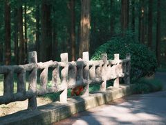 -黄海国家森林公园