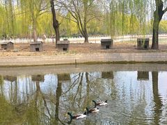 -莲花池公园