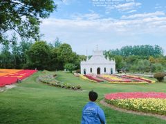 -杭州湾海上花田景区