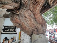 -古树酸奶(八廓南街店)