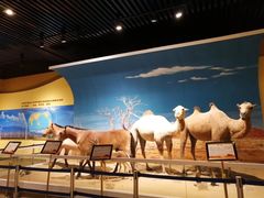 -恩格贝生态旅游区