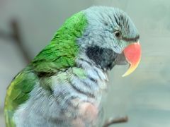 -青藏高原野生动物园