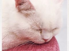 -糯米喵星人·撸猫猫舍咖啡馆(西市场嘉华店)