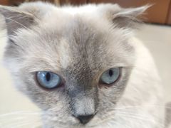 -藏猫猫咖啡主题馆(中央大道店)