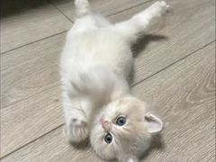 -猫十亿·布偶金渐层·曼基康矮脚猫舍(青年路店)