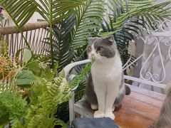 -共舞时光猫咖·狗咖(新街口店)