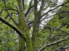 -报恩寺(平武县)