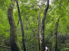 -牛背梁国家森林公园