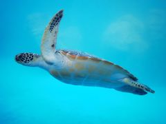 -广东惠东海龟国家级自然保护区