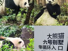 -成都大熊猫繁育研究基地