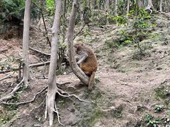 -黔灵山公园