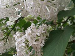 -哈尔滨文化公园