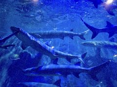 -华夏文旅海洋公园