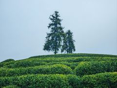 -龙坞茶村