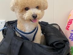 -芭比堂动物医院·24小时·眼科中心(深圳中心)
