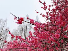 -杭州植物园
