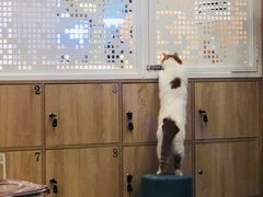 -BABIT巴比特宠物(MOMOPARK店)